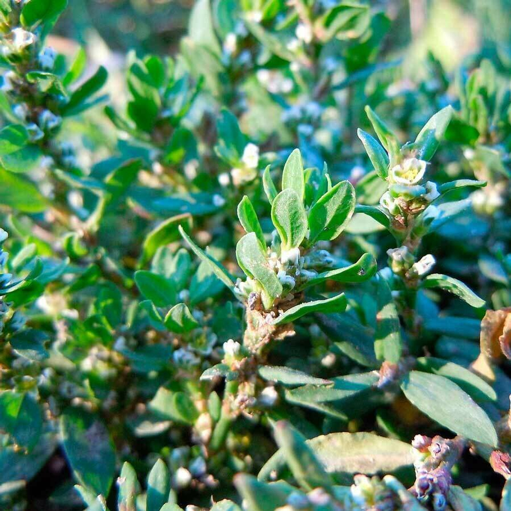 Спорыш (горец птичий) (трава) 500 г