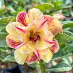 Адениум обесум FRAGRANT YELLOW