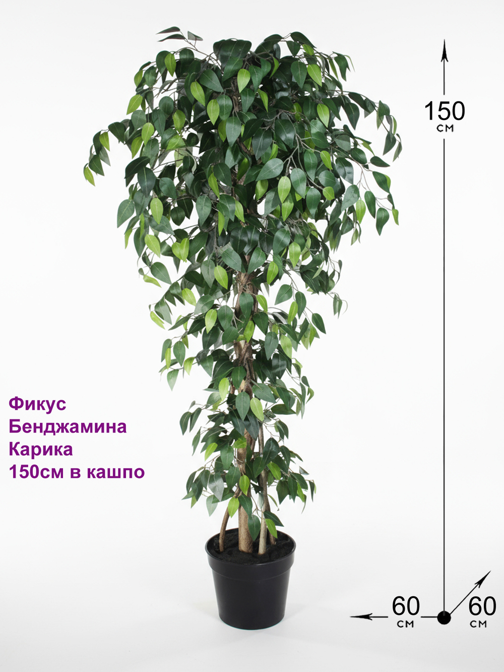 Фикус Бенджамина Карика 150см в горшке
