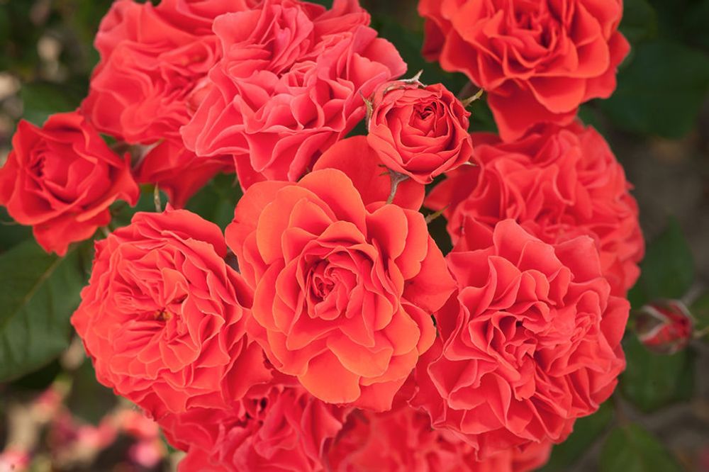 Леди Оф Белград (Lady Of Belgrade)