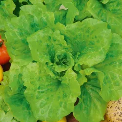 Салат Тайфун микрозелень