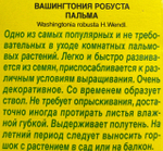 Пальма Вашингтония робуста СМЦ-218