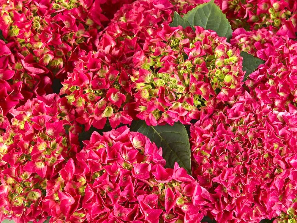 Saxon «Bright Red/ Саксон Брайт Ред