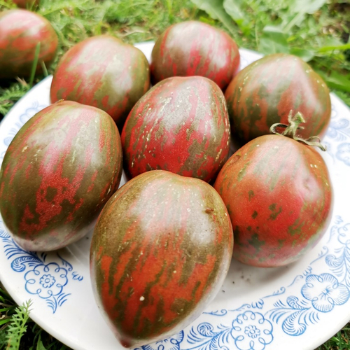 Помидоры Каликовые - Морские Колокольчики - Dwarf Maritime Bells Tomato