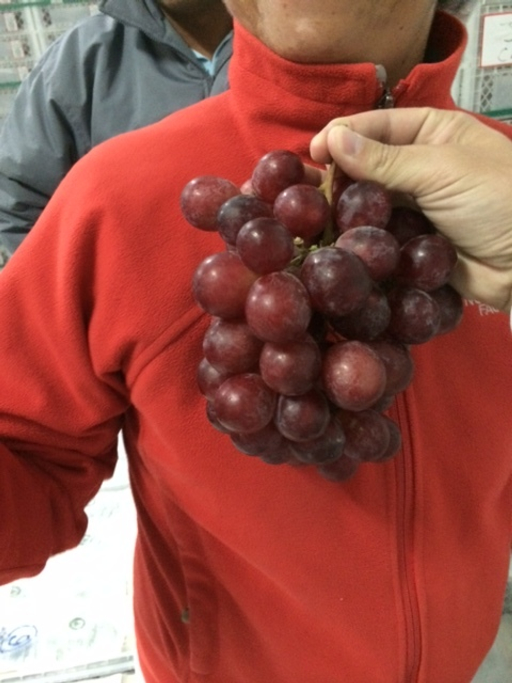 виноград RedGlobe -Перу