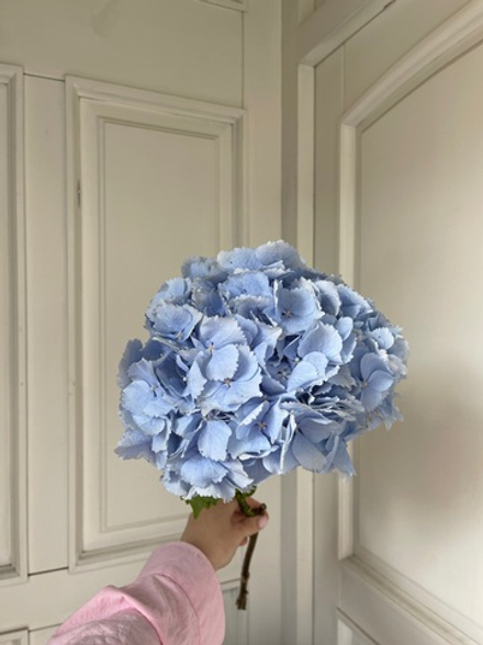 Гортензия в голубом оттенке
