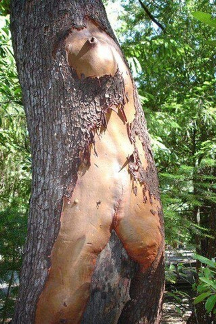 CLEARWOOD / КЛЕАРВУД CAS 84238-39-1 , 1450625-49-6