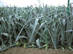 КОЛАМБУС семена лука порей (Bejo | Alexagro)