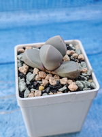 Lapidaria Margaretae (Лапидария)