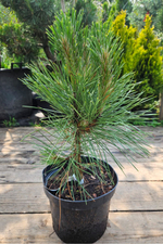 Сосна черная Спилберг С26 Ра40-50