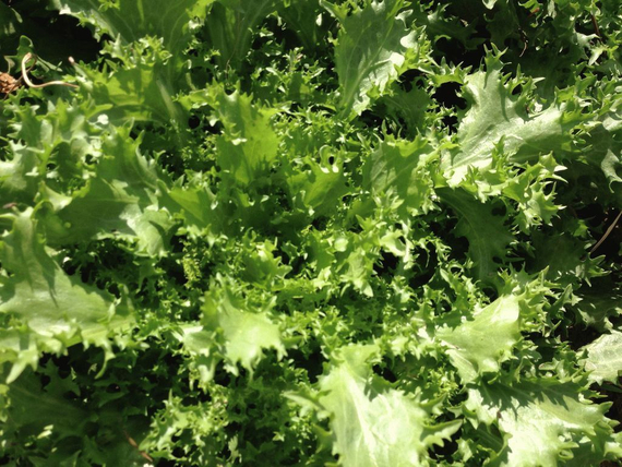 Сигал семена эндвия – фото 5