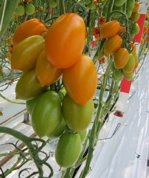 Органза F1 семена томата индетерминантного (De Ruiter Seeds / Де Ройтер Сидс) – фото 2