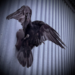 Чучело ворона