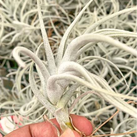 Тилландсия mitlaensis var.tulensis