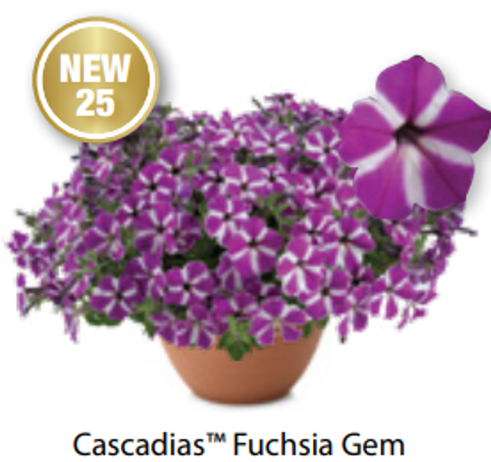 Новинка 2025 Петуния Cascadias Fuchsia Gem ОКС укорененные черенки 1-10 марта