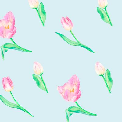 Розовые тюльпаны на голубом фоне