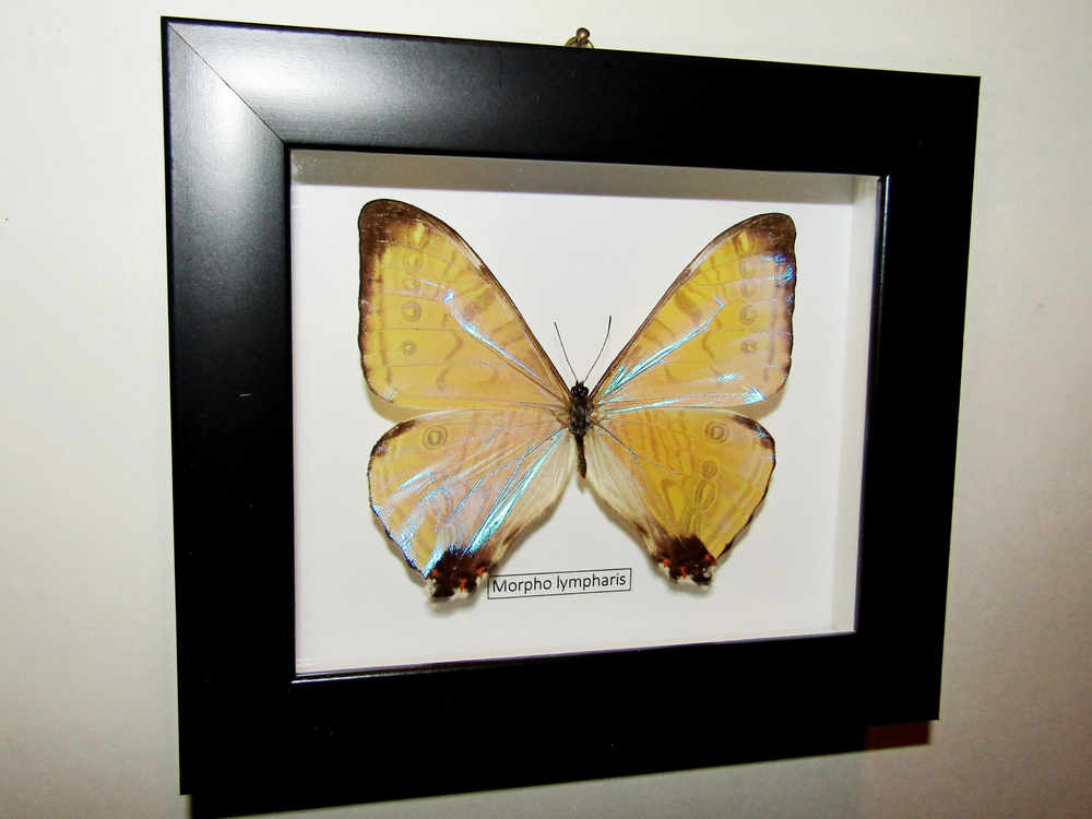 Бабочка Morpho lympharis в рамке