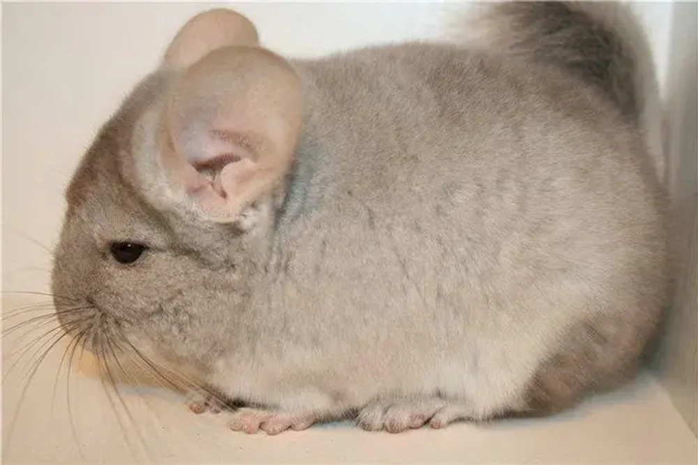 Шиншилла