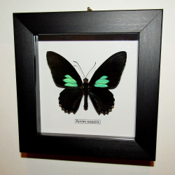 Бабочка Parides sesostris рамке