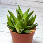 Haworthia Reticulata (Хавортия)