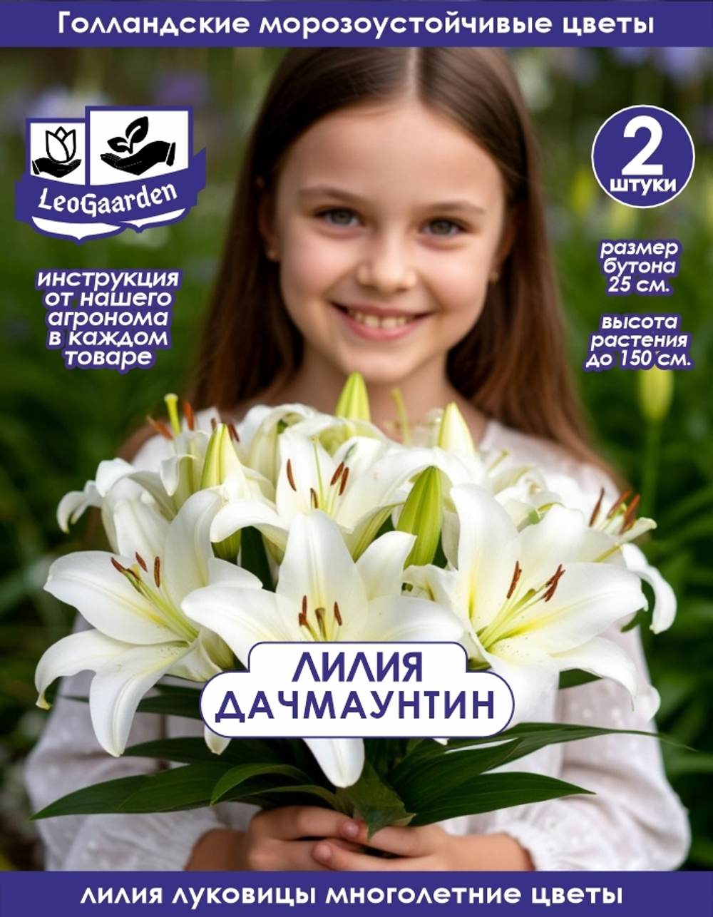 Лилия Луковица, Дач маунтин, 2 шт
