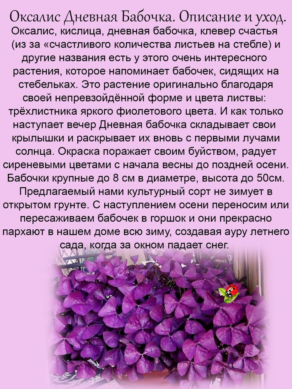Оксалис Кислица Счастливый клевер Дневная бабочка