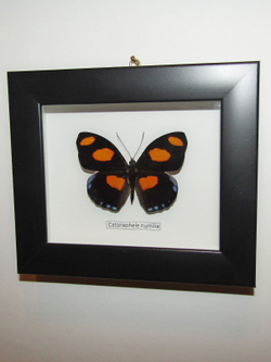 Бабочка Catonephele numilia в рамке