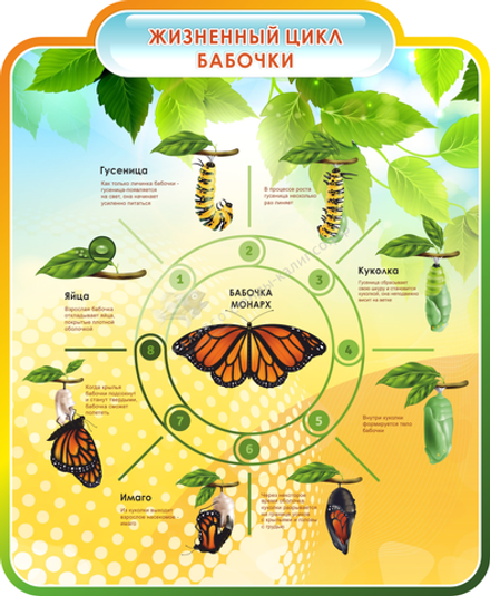 Резной стенд "Жизненный цикл бабочки"