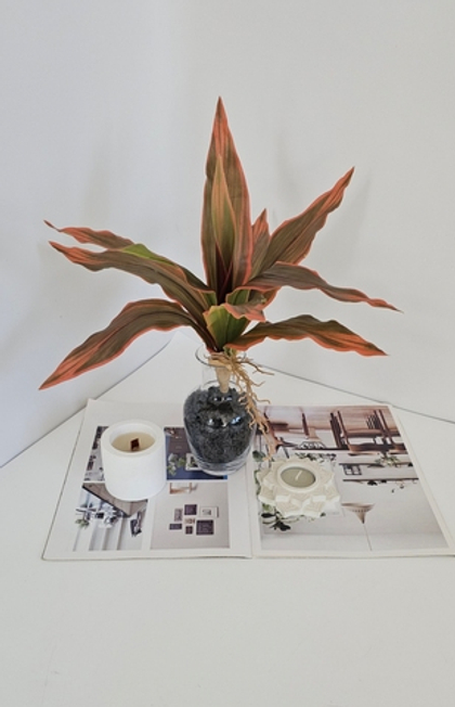 Родея малая закат / Арт 6335