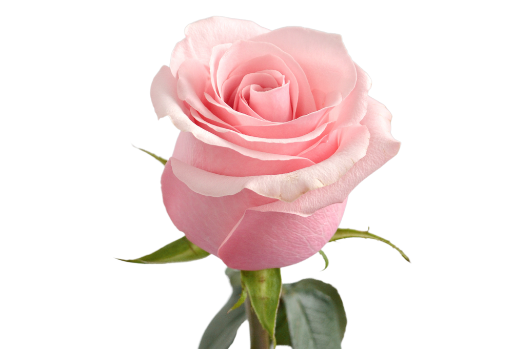 Be Sweet Qualisa (EC)