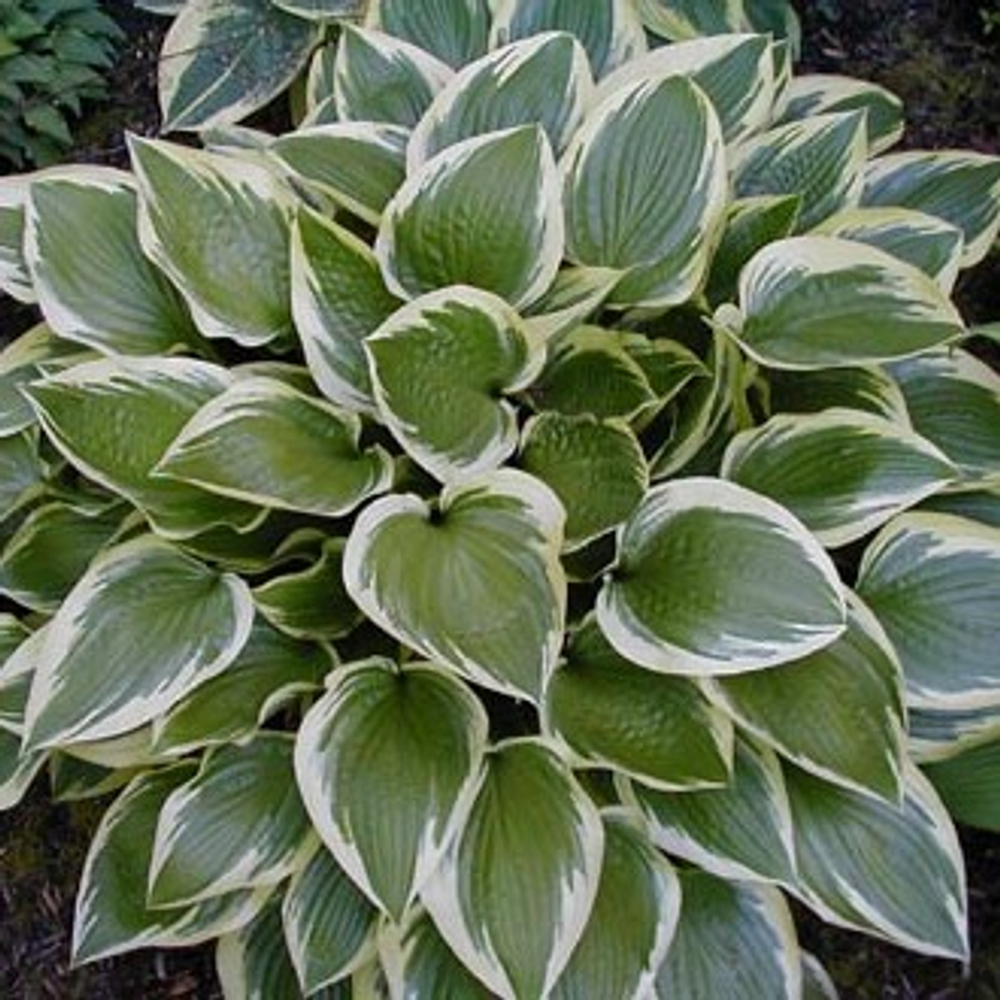 Хоста Дон Стивенс