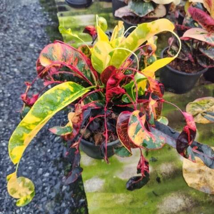 Кротон YAD MANEE – RED DIAMOND