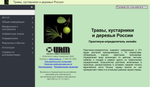 Травы, кустарники и деревья России. Практикум-определитель онлайн