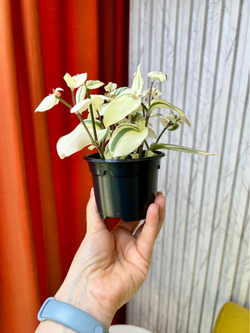 Традесканция Альбовитата, D9см Н15см, 1шт, Urban Jungle