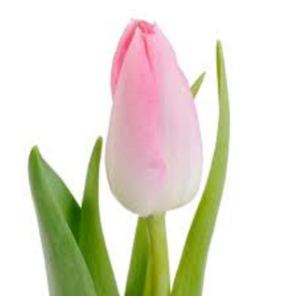 Тюльпан классика (банч 50шт) Розовый
