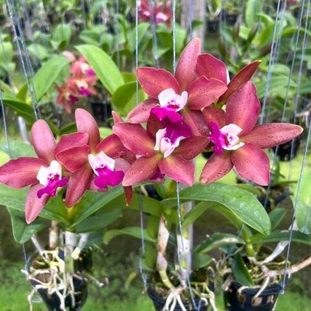 Орхидея каттлеанте CTT. LOOGTONE