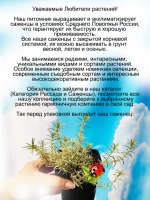 Флокс Вариегата шиловидный пестролистный