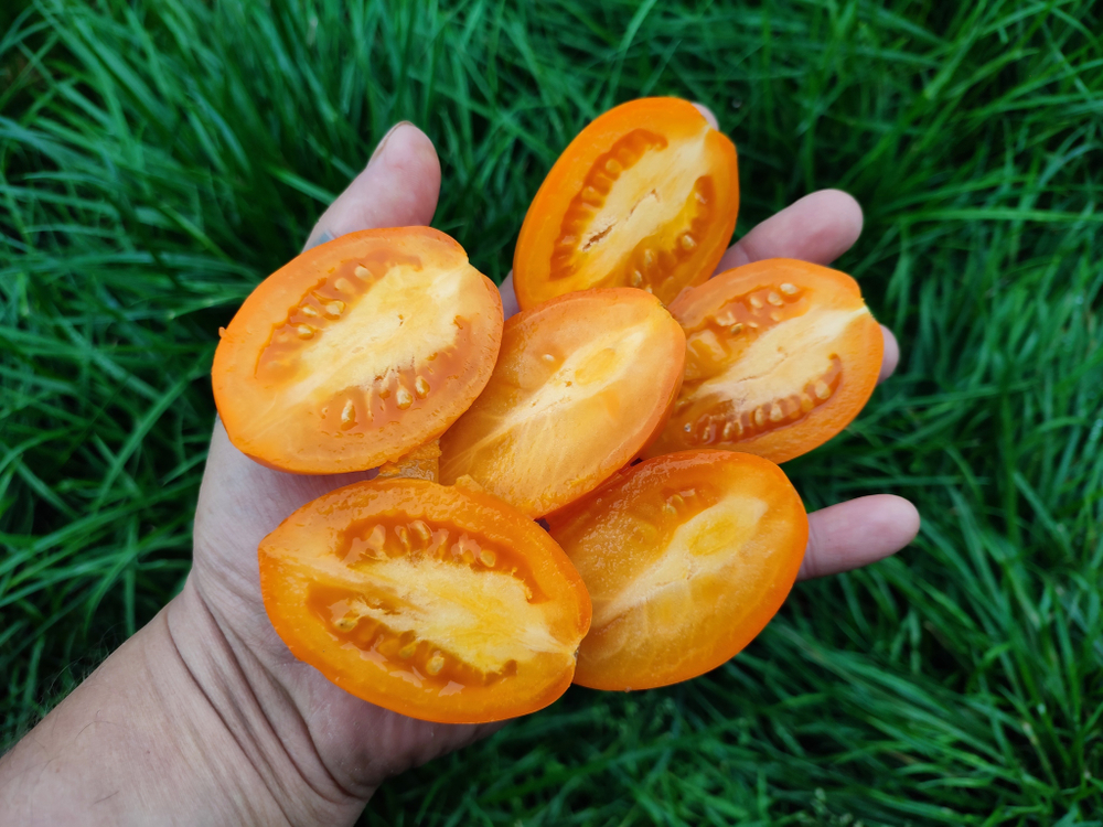 Оранжевый капрезе (Orange caprese) сорт томата