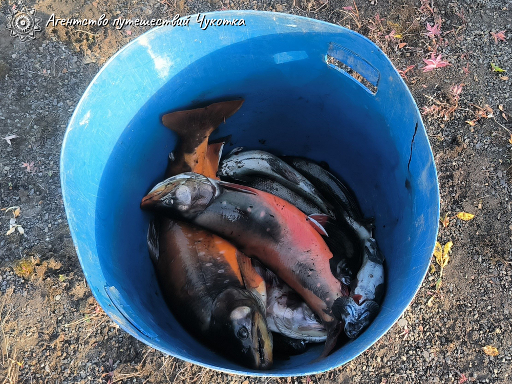 Горы, тундра, море - "три Чукотки" в одном маршруте (заброска вертолётом МИ-8)