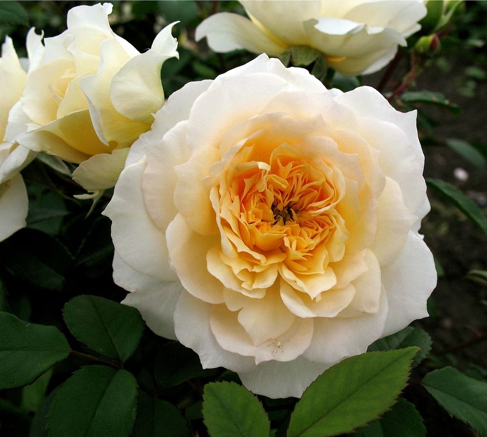 Марк Антуан Шарпантье (Marc-Antoine Charpentier)