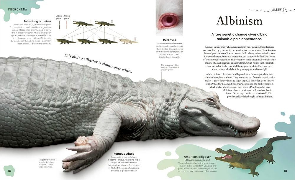 Странная и красивая природа: Рассказы о более чем 100 уникальных животных, растений и феноменальных существ