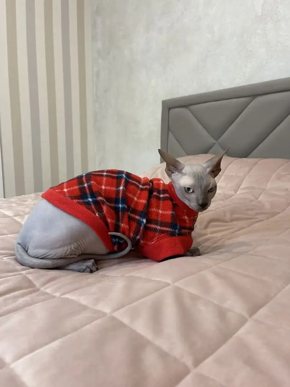 Одежда свитер для сфинксов кошек