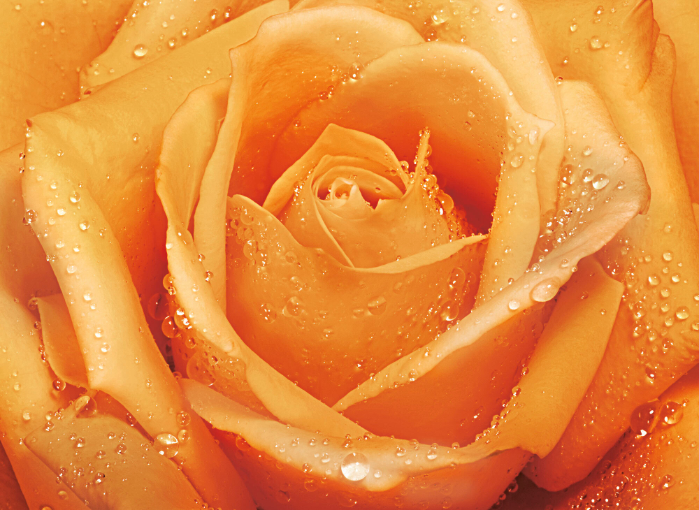 Коллекция Цветы