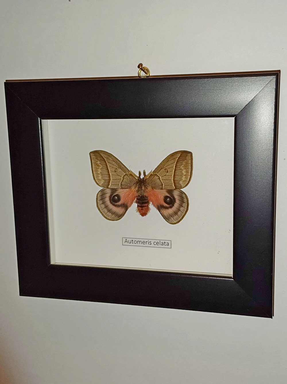 Бабочка Automeris celata самец в рамке