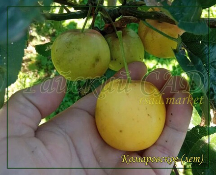 Яблоня Комаровское