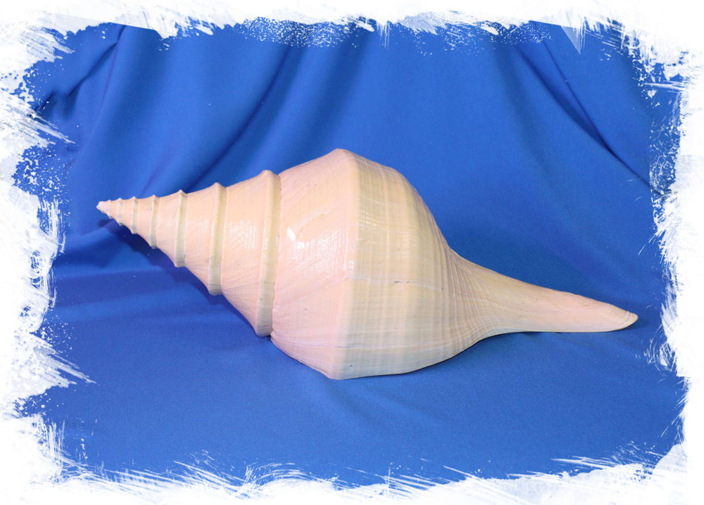 Самая большая ракушка Гигантский австралийский трубач (Syrinx aruanus) купить