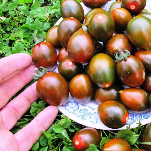 Помидоры Сорт Печенки - COOKIE SELECT