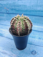 Gymnocalycium T-Rex Pink hybride (Гимнокалициум T-rex)