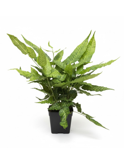 Папоротник Golden Zebra д.11