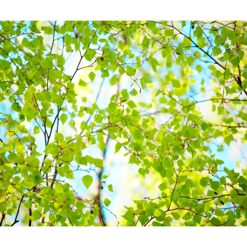 Панель потолочная ПВХ Novita 3D Берёза